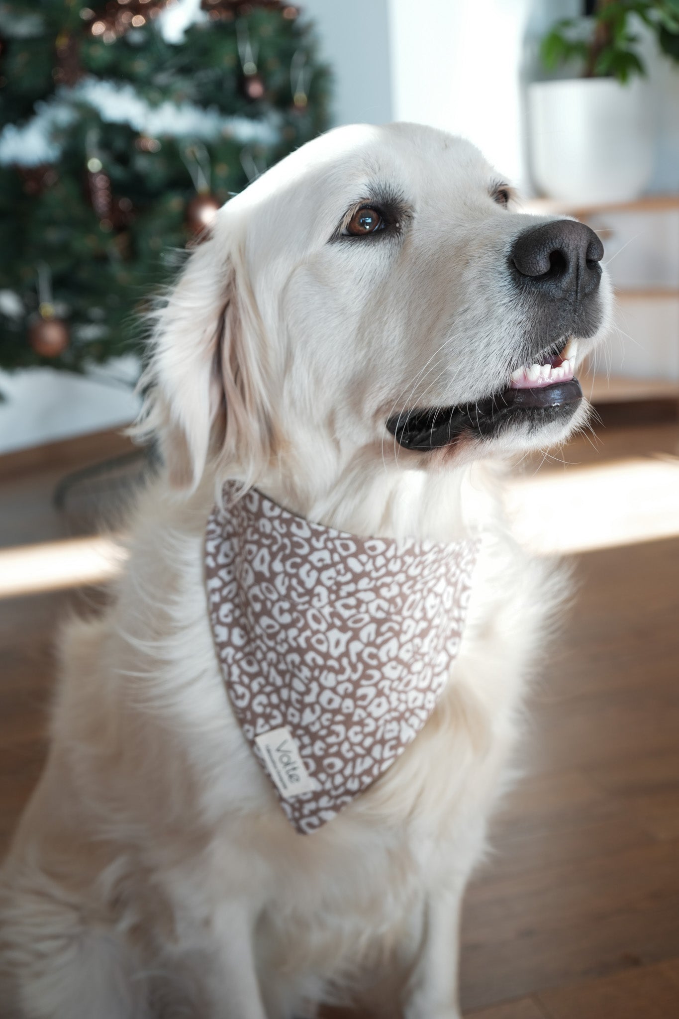 Le Band'Una - Léopard