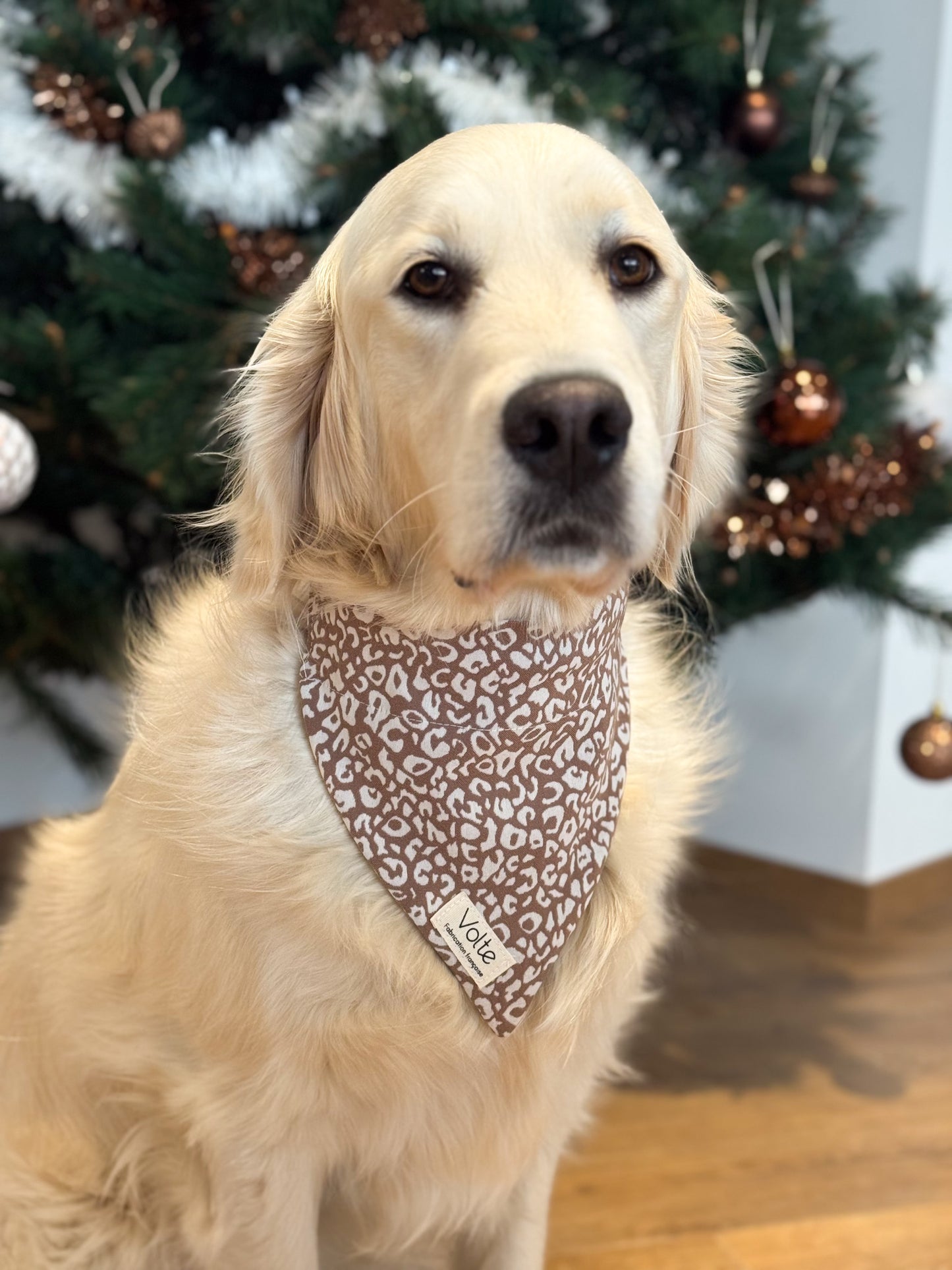 Le Band'Una - Léopard