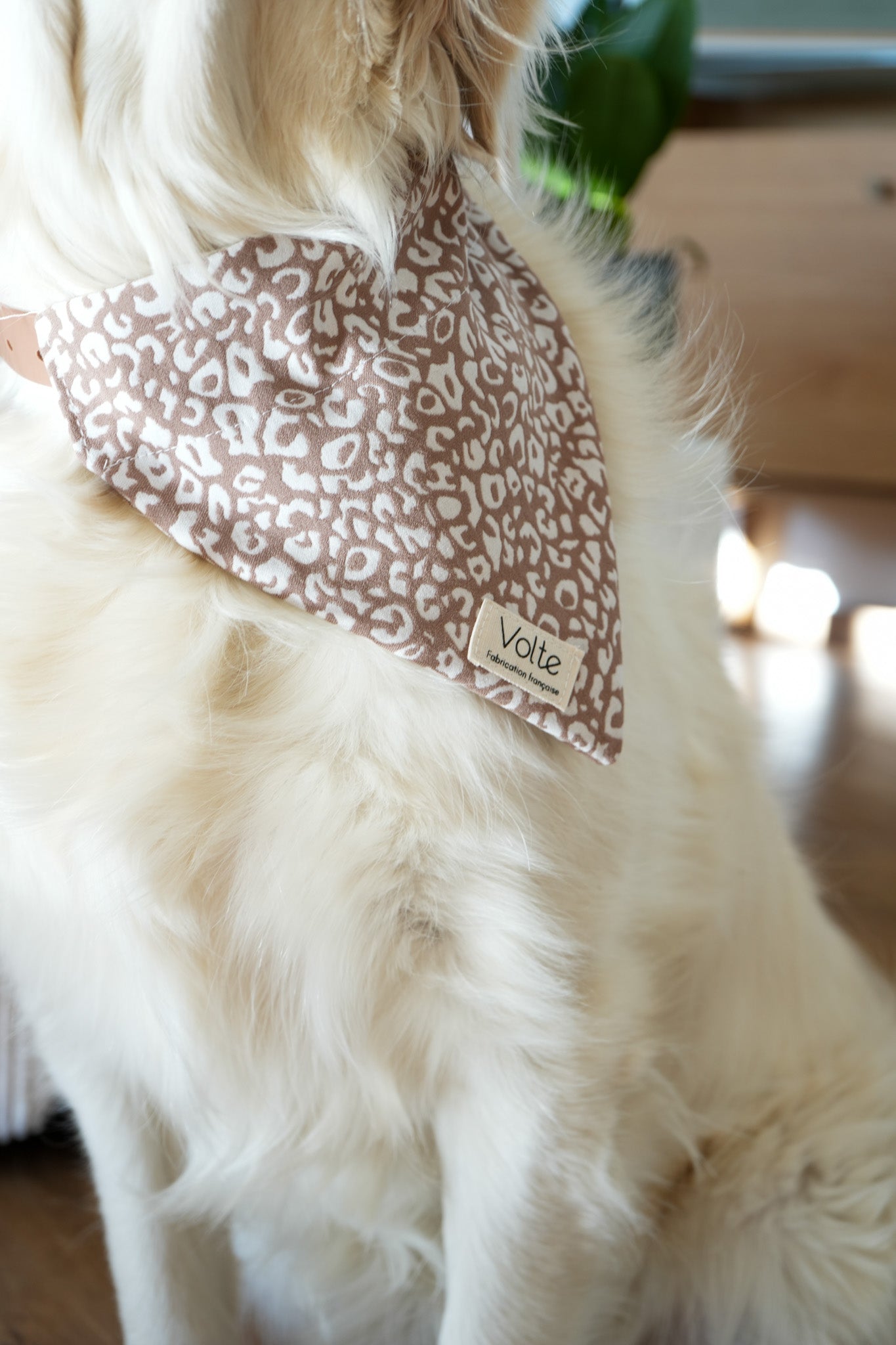 Le Band'Una - Léopard